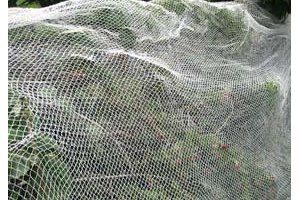 Bird netting.jpg